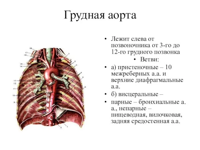 Грудная аорта Лежит слева от позвоночника от 3-го до 12-го