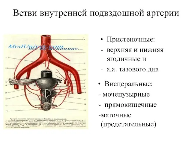 Ветви внутренней подвздошной артерии Пристеночные: верхняя и нижняя ягодичные и