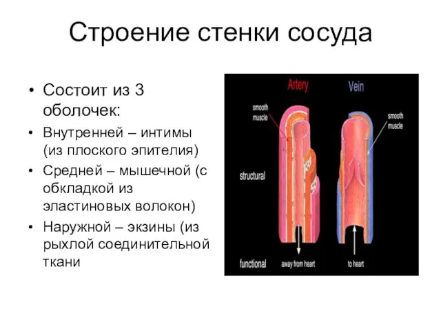 Строение стенки сосуда Состоит из 3 оболочек: Внутренней – интимы