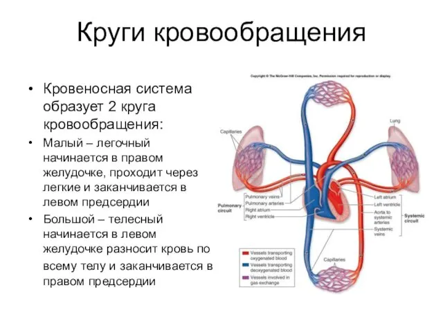 Круги кровообращения Кровеносная система образует 2 круга кровообращения: Малый –