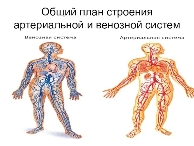 Общий план строения артериальной и венозной систем