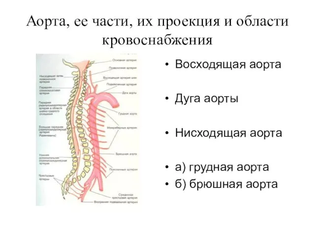 Аорта, ее части, их проекция и области кровоснабжения Восходящая аорта