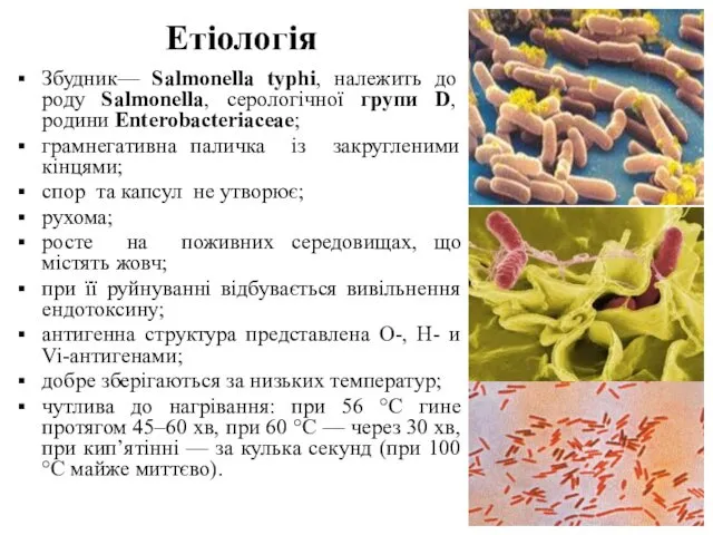 Етіологія Збудник— Salmonella typhi, належить до роду Salmonella, серологічної групи