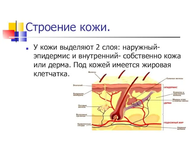 Строение кожи. У кожи выделяют 2 слоя: наружный- эпидермис и