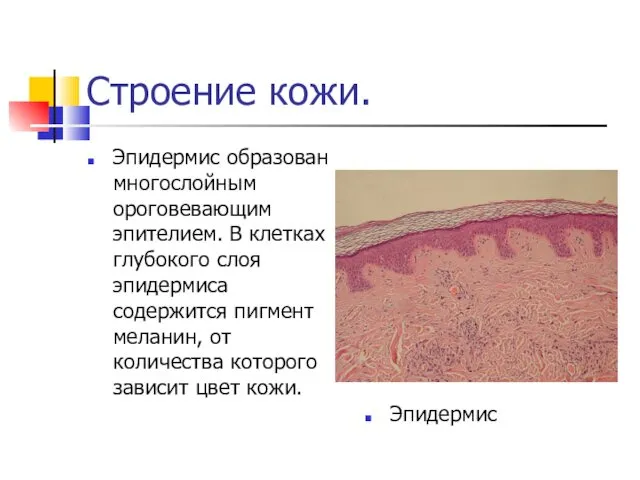 Строение кожи. Эпидермис образован многослойным ороговевающим эпителием. В клетках глубокого слоя эпидермиса содержится