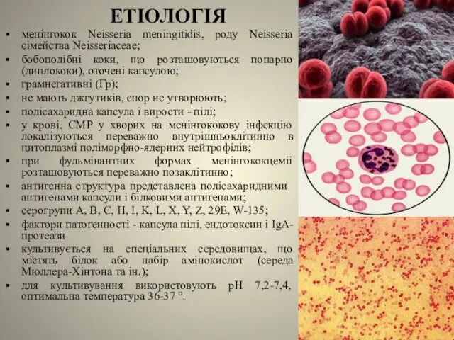 ЕТІОЛОГІЯ менінгокок Neisseria meningitidis, роду Neisseria сімейства Neisseriaceae; бобоподібні коки,