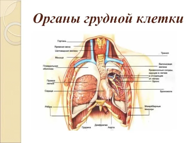 Органы грудной клетки