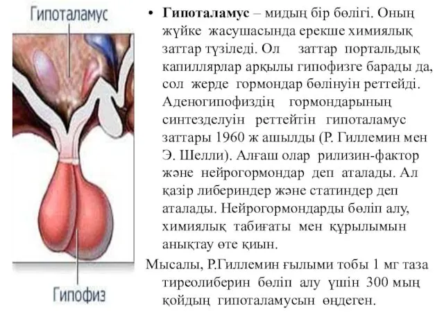 Гипоталамус – мидың бір бөлігі. Оның жүйке жасушасында ерекше химиялық
