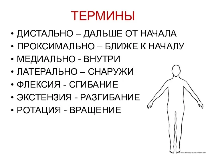 ТЕРМИНЫ ДИСТАЛЬНО – ДАЛЬШЕ ОТ НАЧАЛА ПРОКСИМАЛЬНО – БЛИЖЕ К