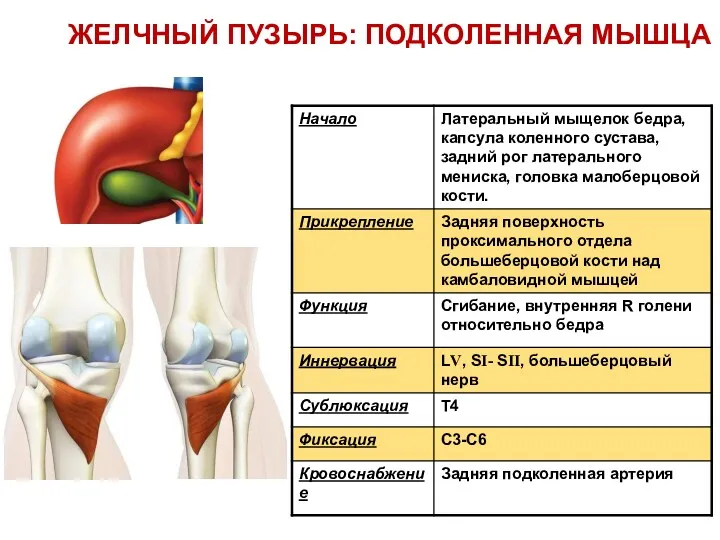 ЖЕЛЧНЫЙ ПУЗЫРЬ: ПОДКОЛЕННАЯ МЫШЦА