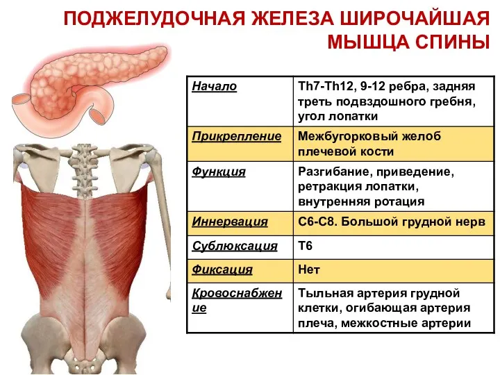 ПОДЖЕЛУДОЧНАЯ ЖЕЛЕЗА ШИРОЧАЙШАЯ МЫШЦА СПИНЫ