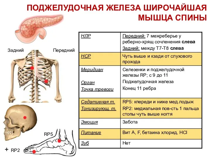 RP5 + RP2 Задний Передний ПОДЖЕЛУДОЧНАЯ ЖЕЛЕЗА ШИРОЧАЙШАЯ МЫШЦА СПИНЫ