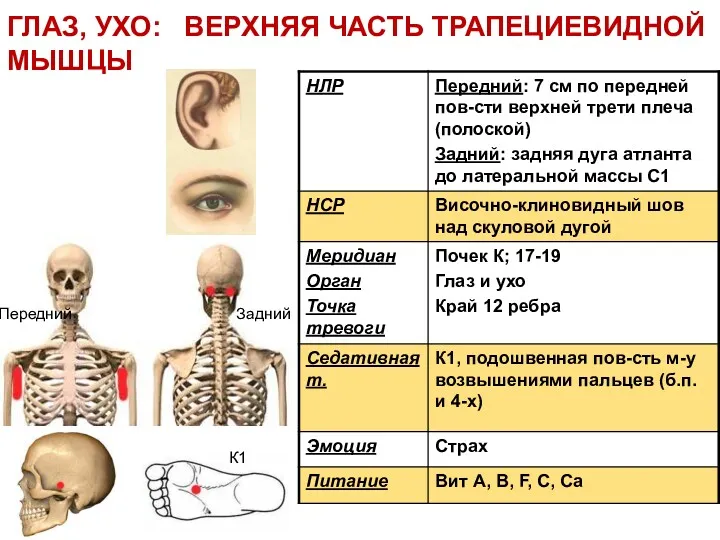 К1 Передний Задний ГЛАЗ, УХО: ВЕРХНЯЯ ЧАСТЬ ТРАПЕЦИЕВИДНОЙ МЫШЦЫ