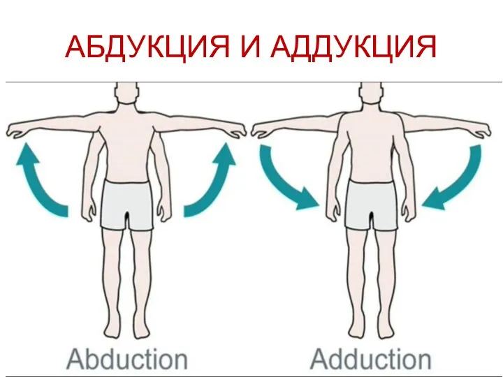 АБДУКЦИЯ И АДДУКЦИЯ