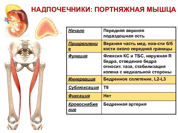 НАДПОЧЕЧНИКИ: ПОРТНЯЖНАЯ МЫШЦА