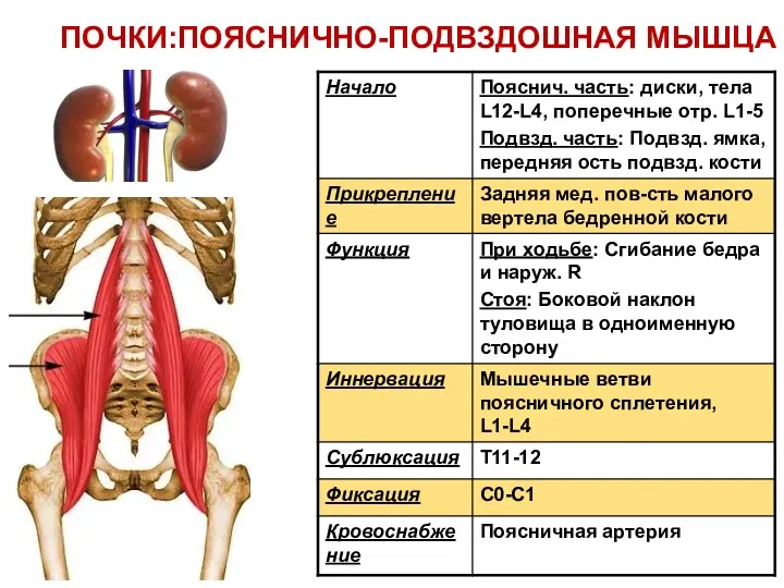 ПОЧКИ:ПОЯСНИЧНО-ПОДВЗДОШНАЯ МЫШЦА