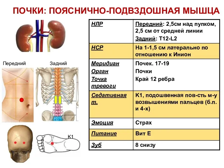 Передний Задний K1 ПОЧКИ: ПОЯСНИЧНО-ПОДВЗДОШНАЯ МЫШЦА