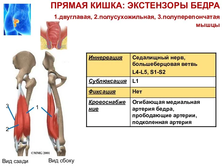 2 3 ПРЯМАЯ КИШКА: ЭКСТЕНЗОРЫ БЕДРА 1.двуглавая, 2.полусухожильная, 3.полуперепончатая мышцы 1 Вид сбоку Вид сзади