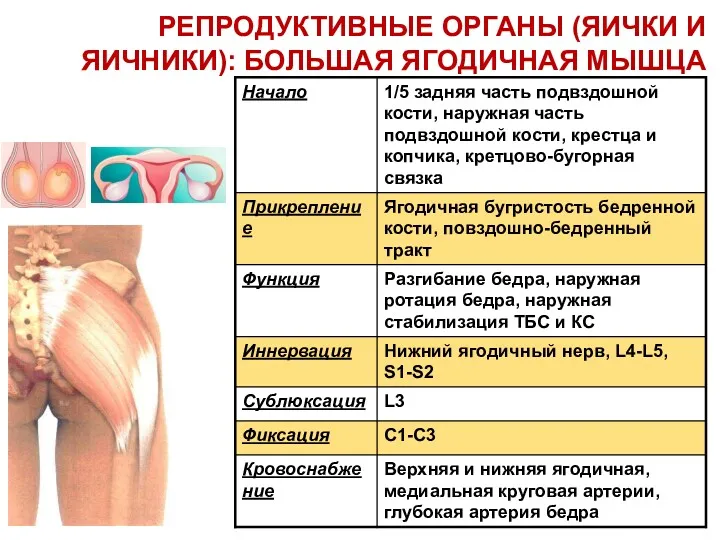 РЕПРОДУКТИВНЫЕ ОРГАНЫ (ЯИЧКИ И ЯИЧНИКИ): БОЛЬШАЯ ЯГОДИЧНАЯ МЫШЦА