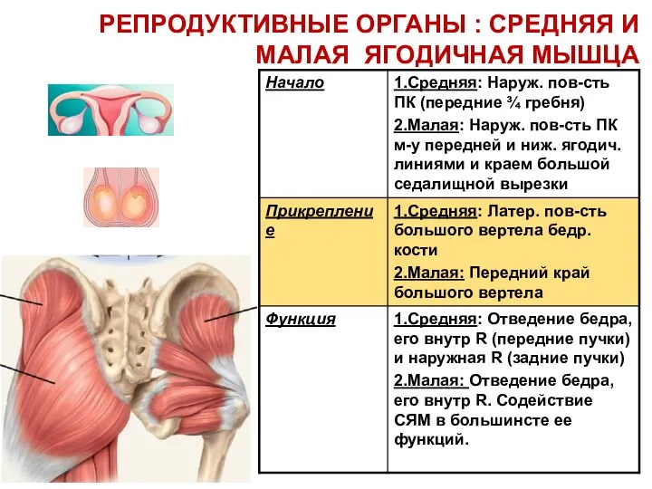 1 2 РЕПРОДУКТИВНЫЕ ОРГАНЫ : СРЕДНЯЯ И МАЛАЯ ЯГОДИЧНАЯ МЫШЦА