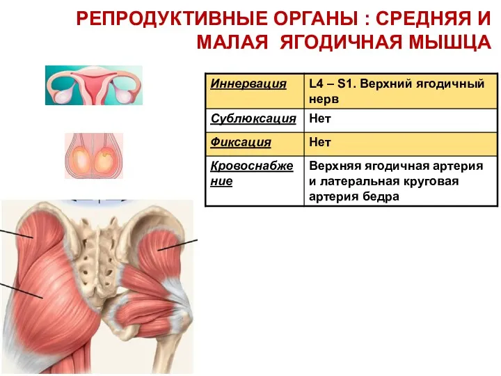 РЕПРОДУКТИВНЫЕ ОРГАНЫ : СРЕДНЯЯ И МАЛАЯ ЯГОДИЧНАЯ МЫШЦА