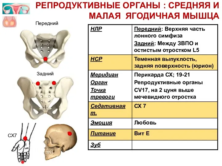 Передний СХ7 РЕПРОДУКТИВНЫЕ ОРГАНЫ : СРЕДНЯЯ И МАЛАЯ ЯГОДИЧНАЯ МЫШЦА Задний