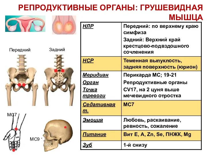 MC7 MC9 + Передний Задний РЕПРОДУКТИВНЫЕ ОРГАНЫ: ГРУШЕВИДНАЯ МЫШЦА