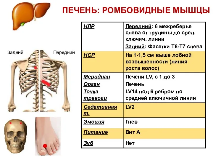 ПЕЧЕНЬ: РОМБОВИДНЫЕ МЫШЦЫ Задний Передний