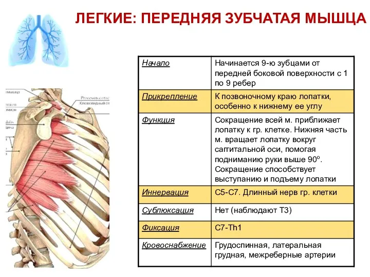 ЛЕГКИЕ: ПЕРЕДНЯЯ ЗУБЧАТАЯ МЫШЦА