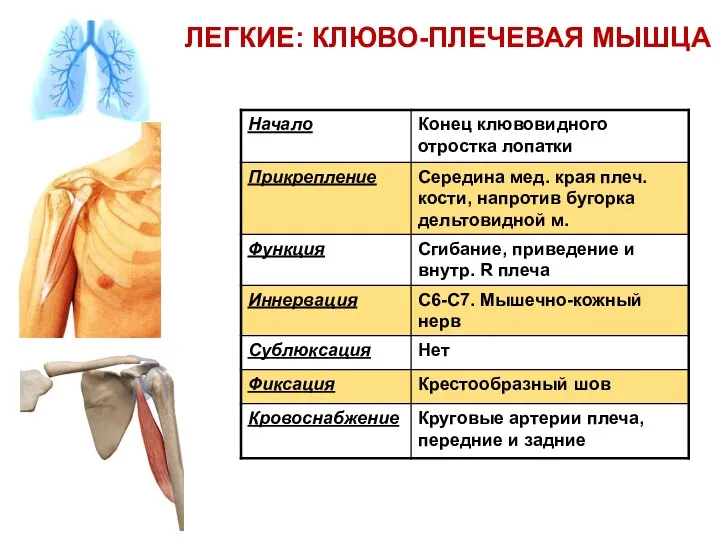 ЛЕГКИЕ: КЛЮВО-ПЛЕЧЕВАЯ МЫШЦА