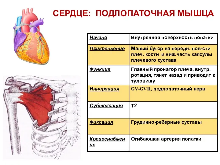 СЕРДЦЕ: ПОДЛОПАТОЧНАЯ МЫШЦА