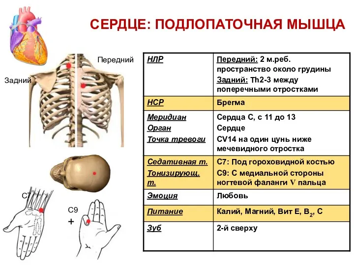 СЕРДЦЕ: ПОДЛОПАТОЧНАЯ МЫШЦА C7 C9 + Задний Передний