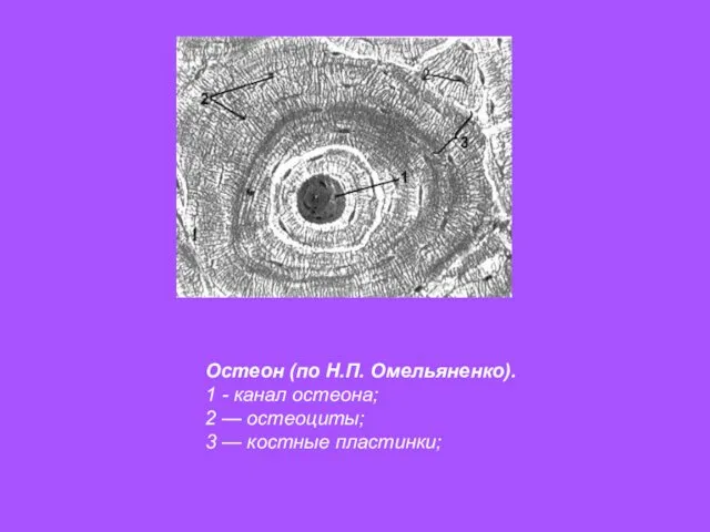 Остеон (по Н.П. Омельяненко). 1 - канал остеона; 2 — остеоциты; 3 — костные пластинки;