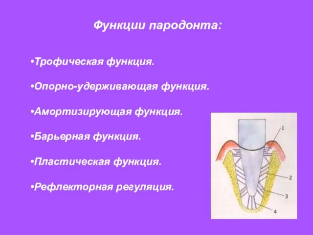 Функции пародонта: Трофическая функция. Опорно-удерживающая функция. Амортизирующая функция. Барьерная функция. Пластическая функция. Рефлекторная регуляция.