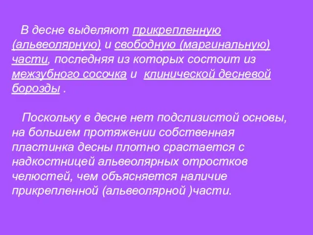 В десне выделяют прикрепленную (альвеолярную) и свободную (маргинальную) части, последняя