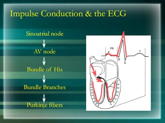 Impulse Conduction & the ECG Sinoatrial node AV node Bundle of His Bundle Branches Purkinje fibers