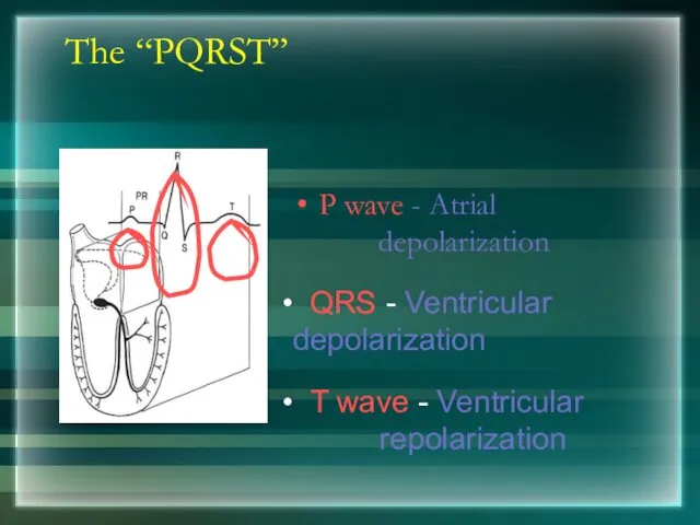 The “PQRST” P wave - Atrial depolarization T wave - Ventricular repolarization QRS - Ventricular depolarization