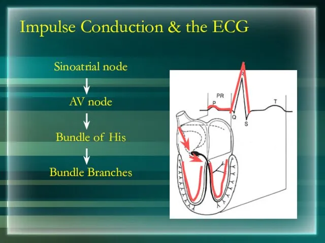 Impulse Conduction & the ECG Sinoatrial node AV node Bundle of His Bundle Branches