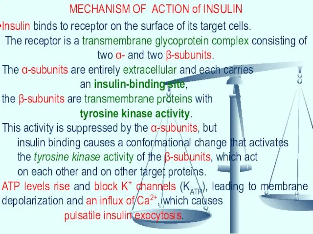 MECHANISM OF ACTION of INSULIN Insulin binds to receptor on the surface of