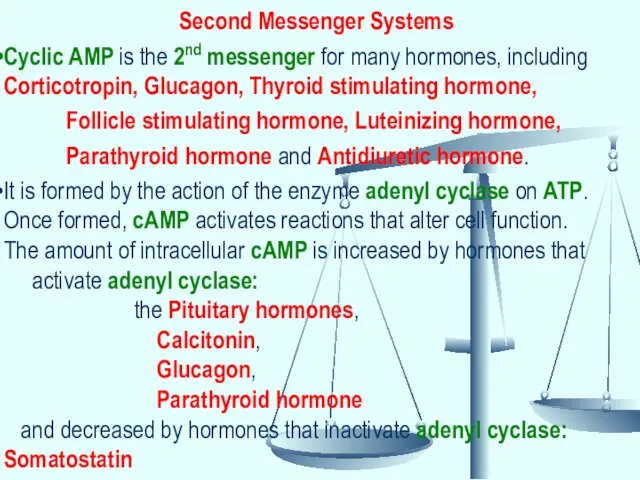 Second Messenger Systems Cyclic AMP is the 2nd messenger for many hormones, including