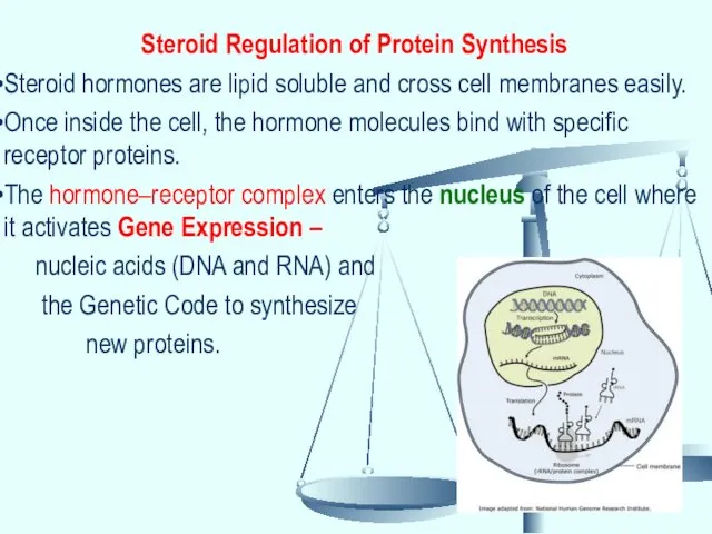 Steroid Regulation of Protein Synthesis Steroid hormones are lipid soluble and cross cell