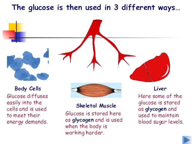 The glucose is then used in 3 different ways… Here