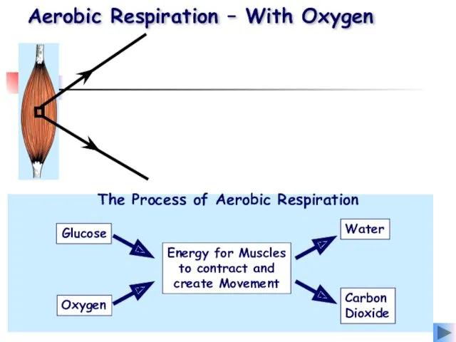 Aerobic Respiration – With Oxygen 1. Glucose and oxygen are