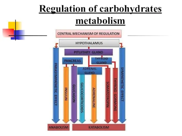 Regulation of carbohydrates metabolism