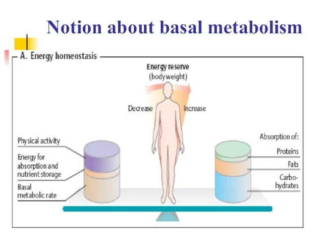 Notion about basal metabolism