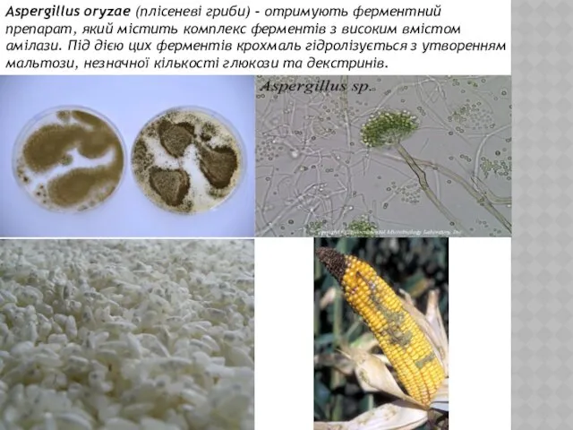 Aspergillus oryzae (плісеневі гриби) - отримують ферментний препарат, який містить