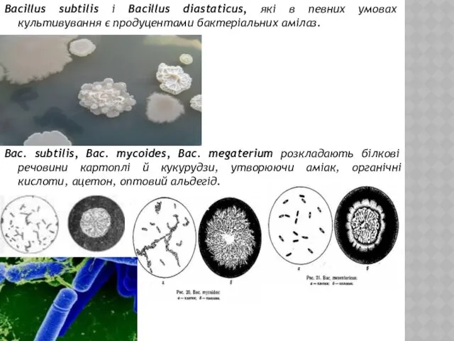 Bacillus subtilis і Bacillus diastaticus, які в певних умовах культивування