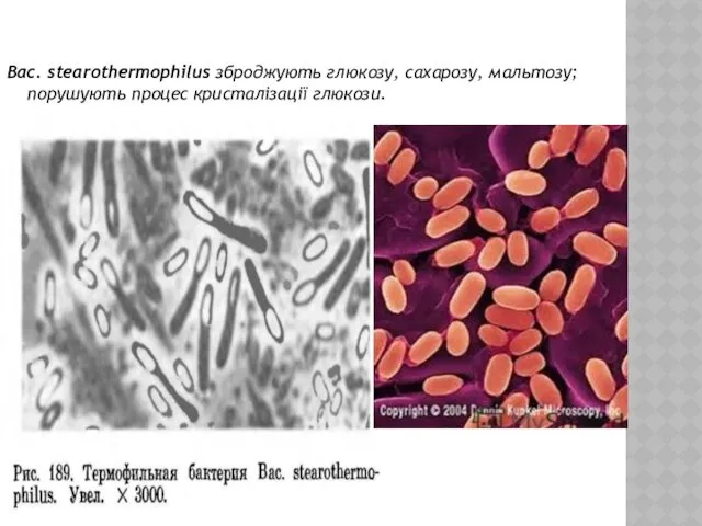 Вас. stearothermophilus зброджують глюкозу, сахарозу, мальтозу; порушують процес кристалізації глюкози.