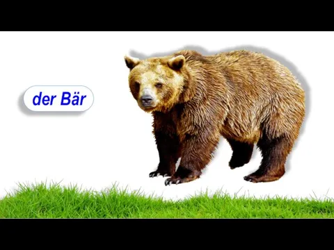 der Bär