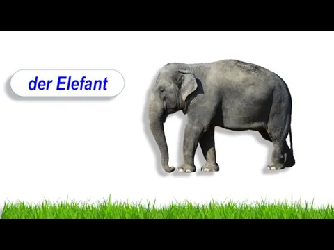 der Elefant